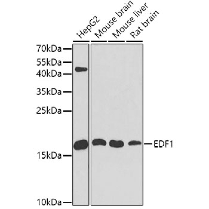 EDF1 Rabbit Polyclonal Antibody [KO Validated]