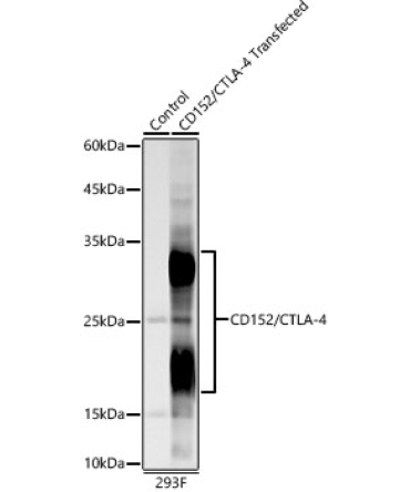 CD152/CTLA-4 Rabbit Monoclonal Antibody
