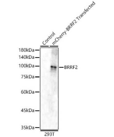 BRRF2 Rabbit Polyclonal Antibody