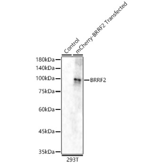 BRRF2 Rabbit Polyclonal Antibody