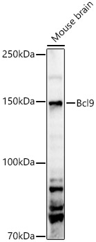 Bcl9 Rabbit Polyclonal Antibody
