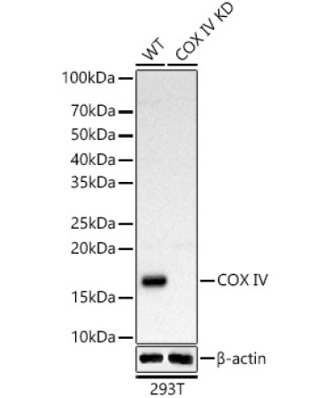 COX IV Rabbit Polyclonal Antibody [KD Validated]