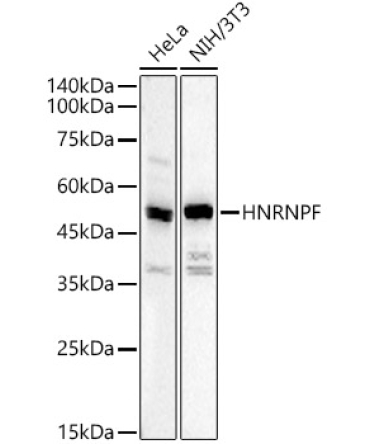 HNRNPF Rabbit Polyclonal Antibody