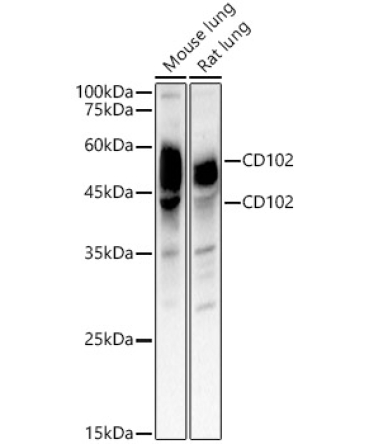 CD102 Rabbit Polyclonal Antibody