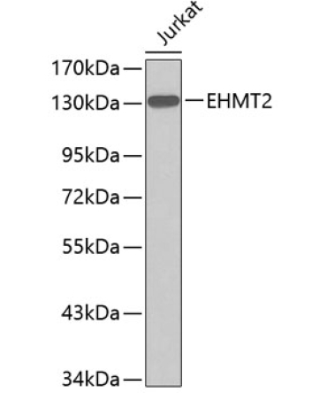 EHMT2 Rabbit Polyclonal Antibody