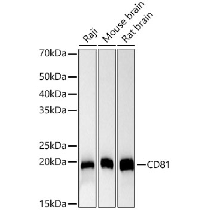 CD81 Rabbit PolyMonoclonal Antibody?