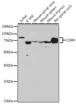 CD84 Rabbit Monoclonal Antibody
