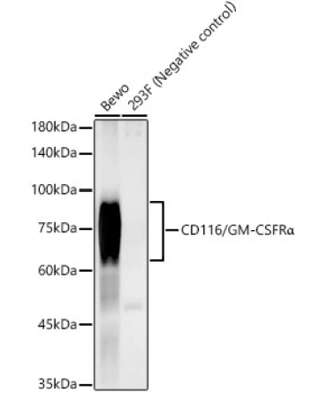CD116/GM-CSFRAlpha Rabbit Monoclonal Antibody