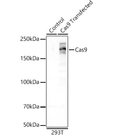 Cas9 Rabbit Monoclonal Antibody