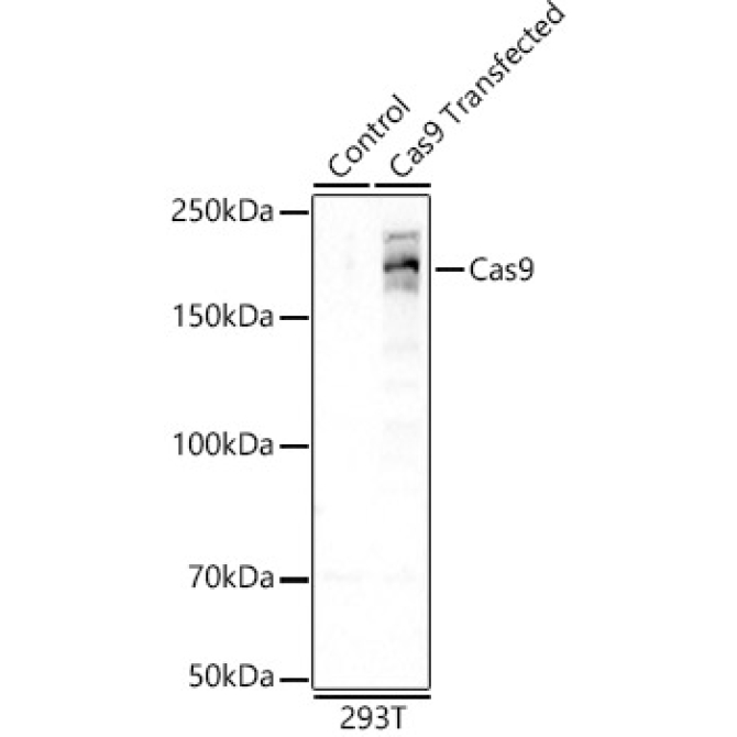 Cas9 Rabbit Monoclonal Antibody