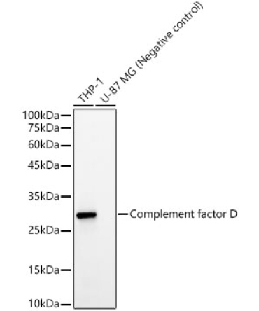Complement factor D Rabbit Monoclonal Antibody