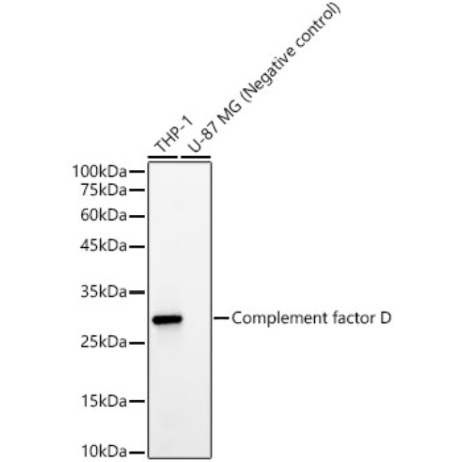 Complement factor D Rabbit Monoclonal Antibody