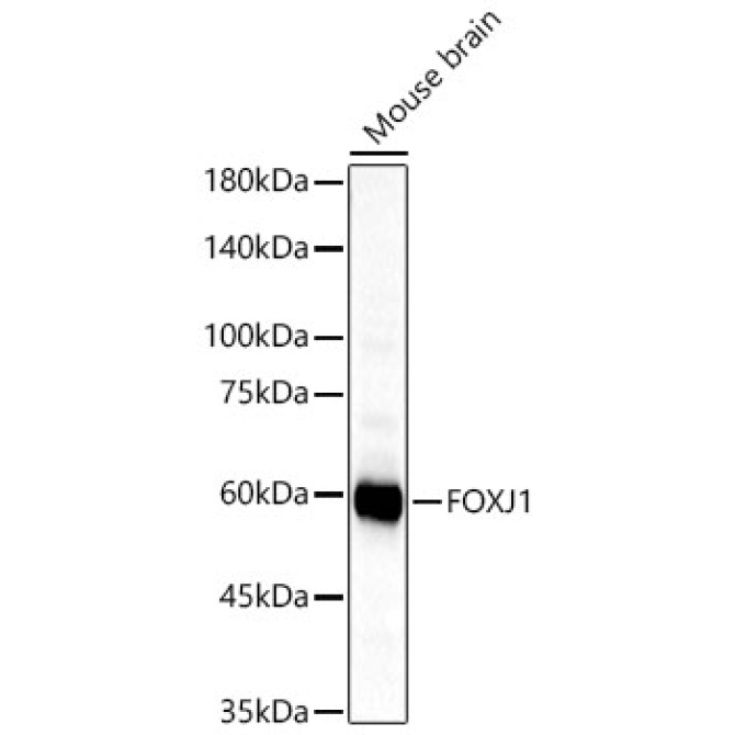 FOXJ1 Rabbit Polyclonal Antibody