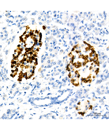 Glucagon Rabbit Monoclonal Antibody