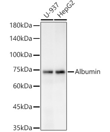 Albumin Rabbit Polyclonal Antibody