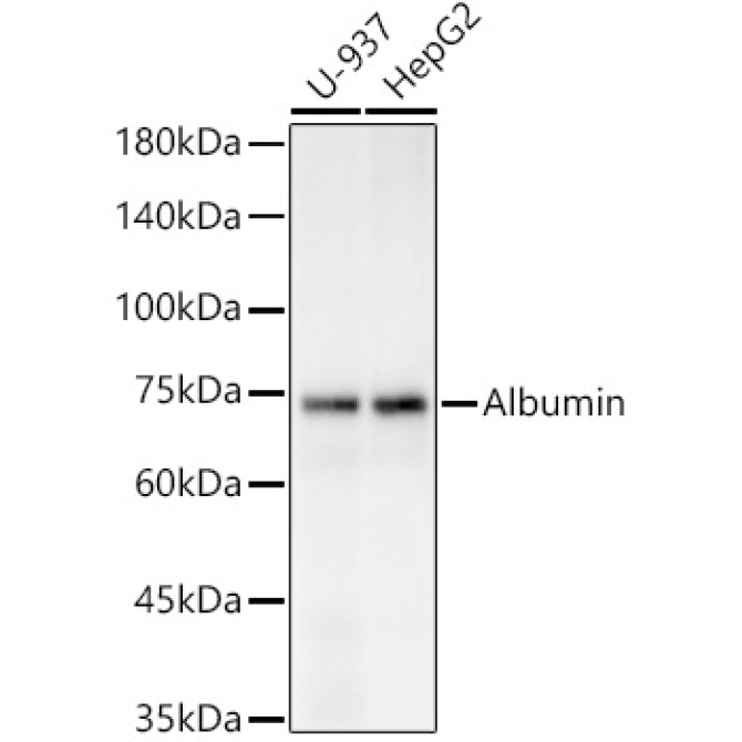 Albumin Rabbit Polyclonal Antibody