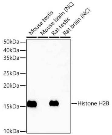 Histone H2B (testis specific) Rabbit Polyclonal Antibody