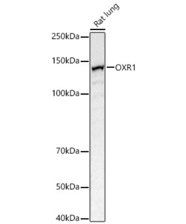 OXR1 Rabbit Polyclonal Antibody