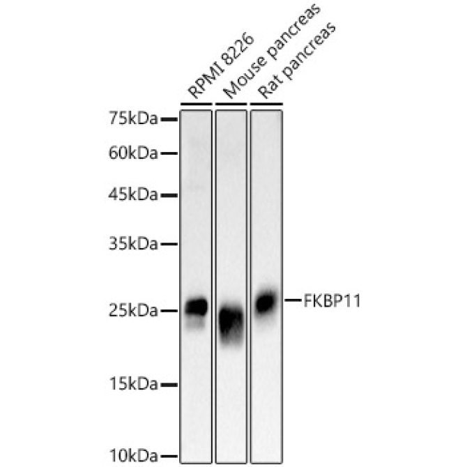 FKBP11 Rabbit Polyclonal Antibody
