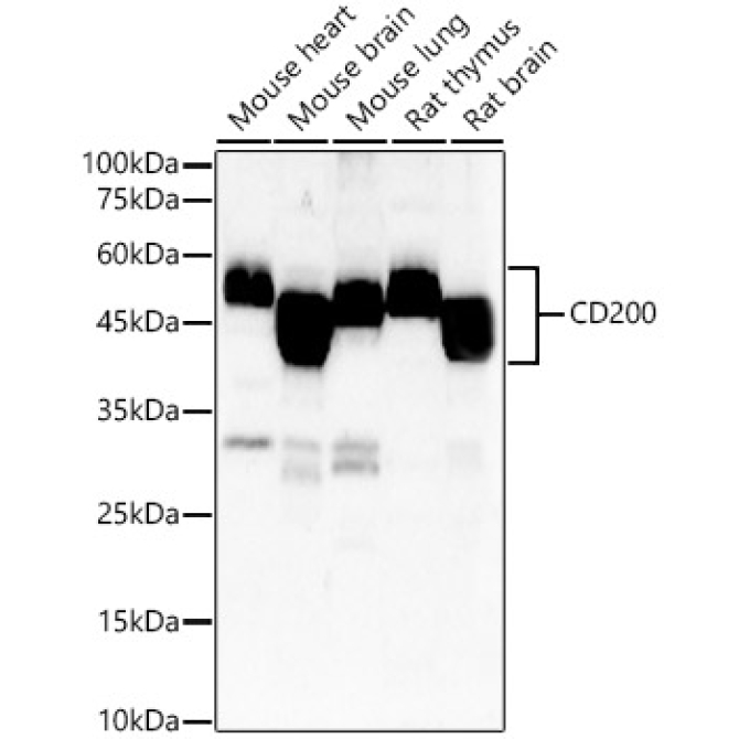 CD200 Rabbit Polyclonal Antibody