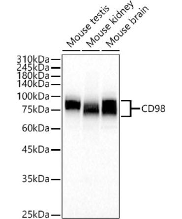 CD98 Rabbit Polyclonal Antibody