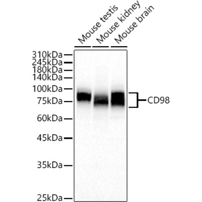 CD98 Rabbit Polyclonal Antibody
