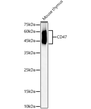 CD47 Rabbit Polyclonal Antibody