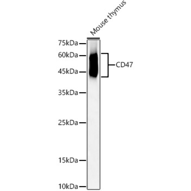 CD47 Rabbit Polyclonal Antibody