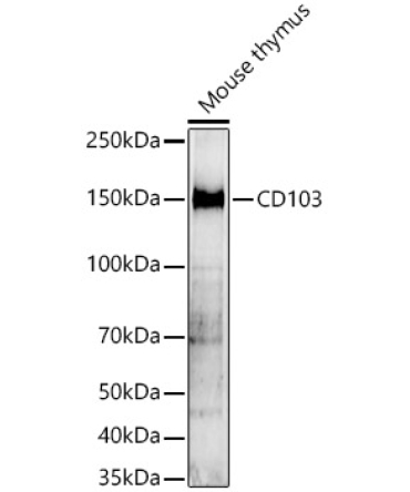 CD103 Rabbit Polyclonal Antibody