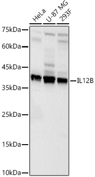 IL12B Rabbit Polyclonal Antibody