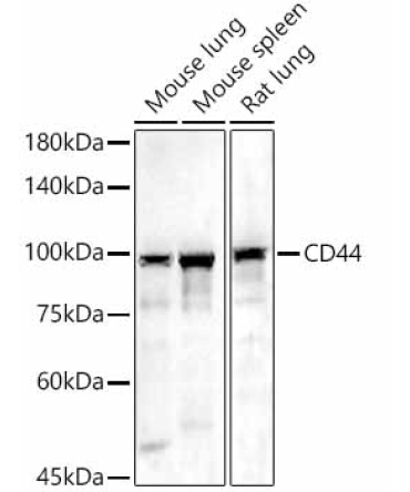 CD44 Rabbit Polyclonal Antibody