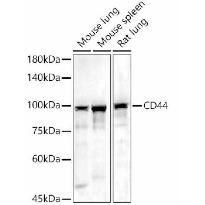 CD44 Rabbit Polyclonal Antibody