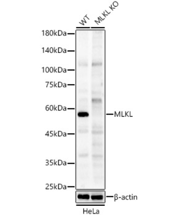MLKL Rabbit Polyclonal Antibody [KO Validated]