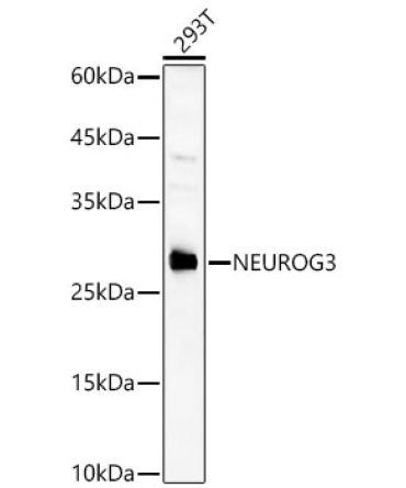 NEUROG3 Rabbit Polyclonal Antibody