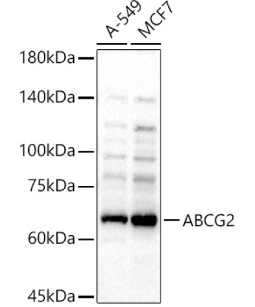 ABCG2 Rabbit Polyclonal Antibody [KD Validated]