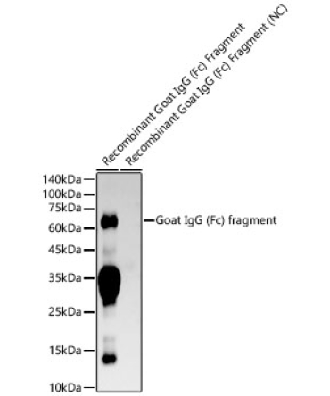 Goat IgG (Fc) fragment Rabbit Monoclonal Antibody