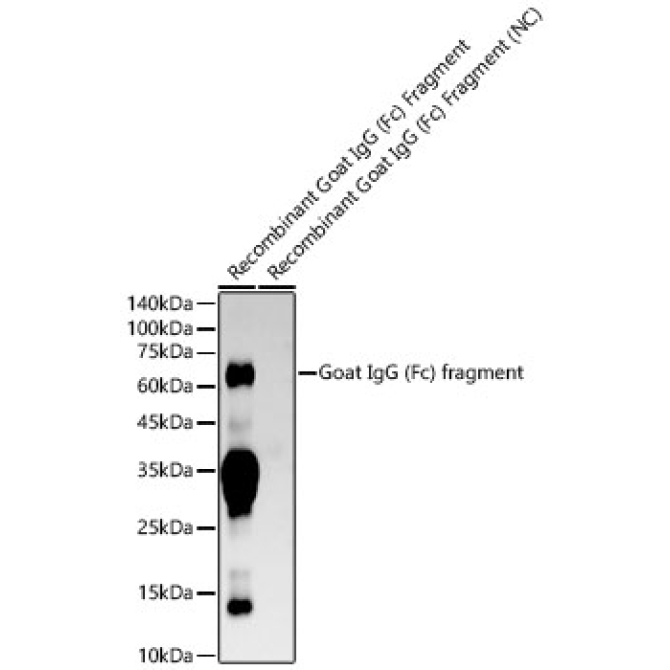 Goat IgG (Fc) fragment Rabbit Monoclonal Antibody