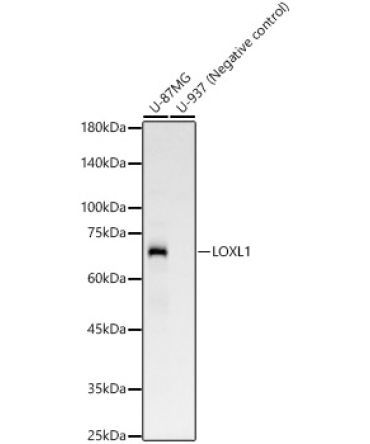 LOXL1 Rabbit Monoclonal Antibody
