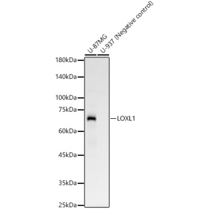 LOXL1 Rabbit Monoclonal Antibody