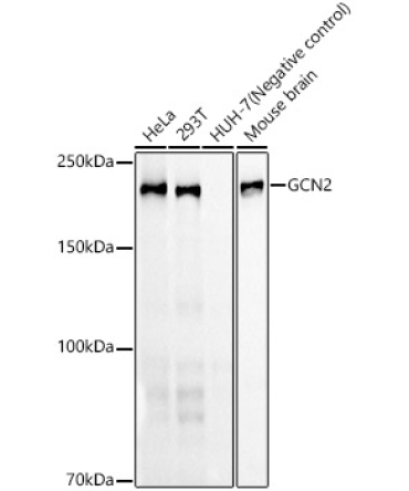 GCN2 Rabbit Monoclonal Antibody