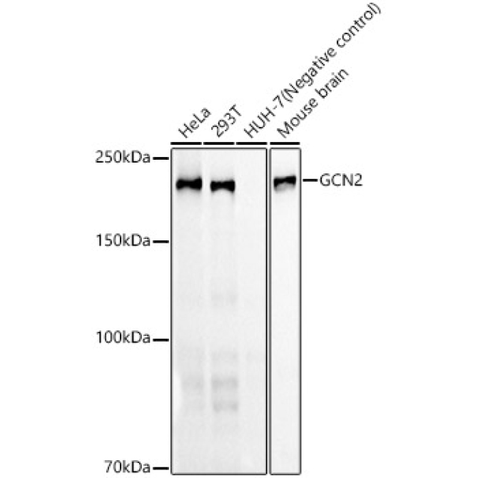 GCN2 Rabbit Monoclonal Antibody