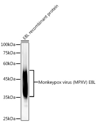 Monkeypox virus (MPXV) E8L Rabbit Monoclonal Antibody