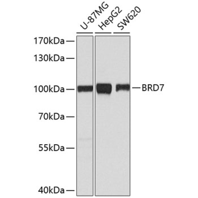 BRD7 Rabbit Polyclonal Antibody [KO Validated]