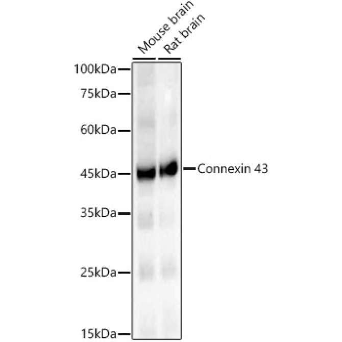 Connexin 43 Rabbit Monoclonal Antibody