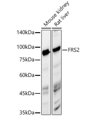 FRS2 Rabbit PolyMonoclonal Antibody?