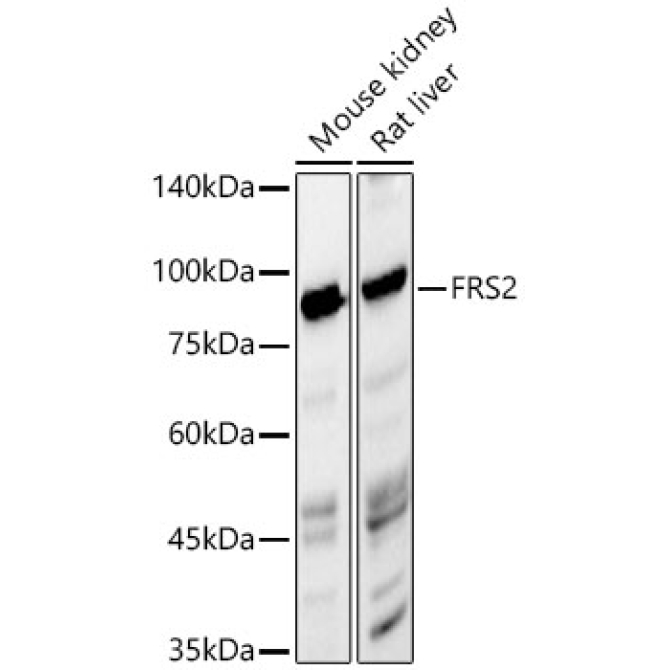 FRS2 Rabbit PolyMonoclonal Antibody?