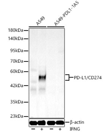 PD-L1/CD274 Rabbit PolyMonoclonal Antibody [KO Validated]?