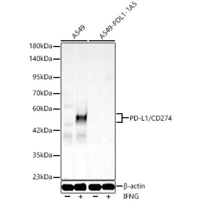 PD-L1/CD274 Rabbit PolyMonoclonal Antibody [KO Validated]?