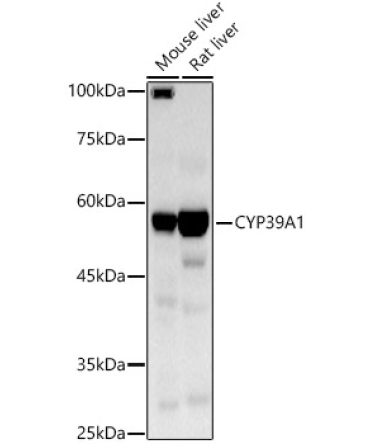 CYP39A1 Rabbit Polyclonal Antibody
