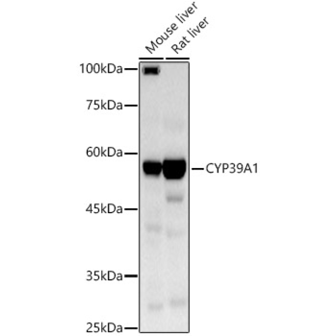 CYP39A1 Rabbit Polyclonal Antibody